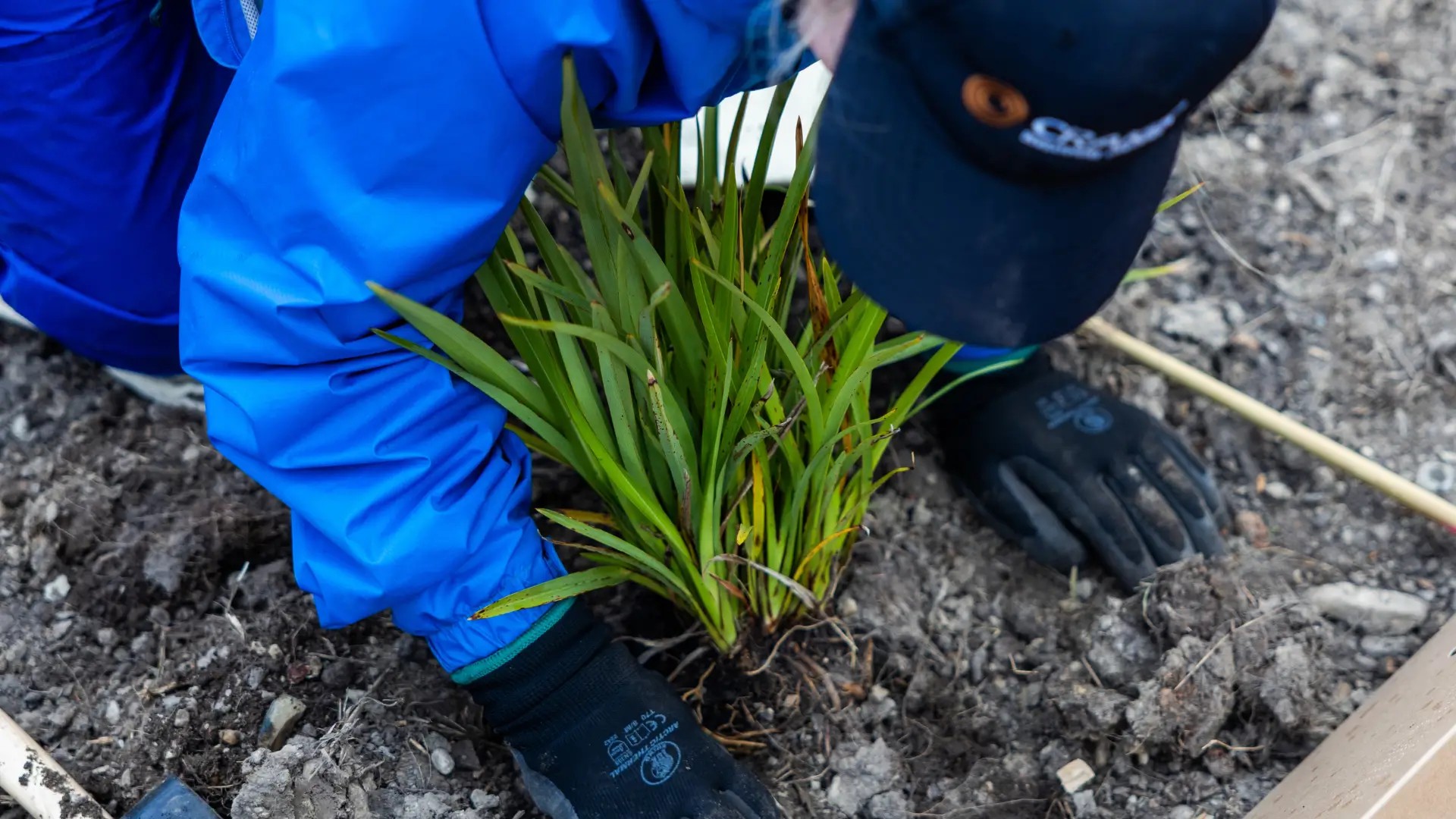 Skyline Queenstown x Queenstown Business Community (Jardine Park Planting Day 2025)