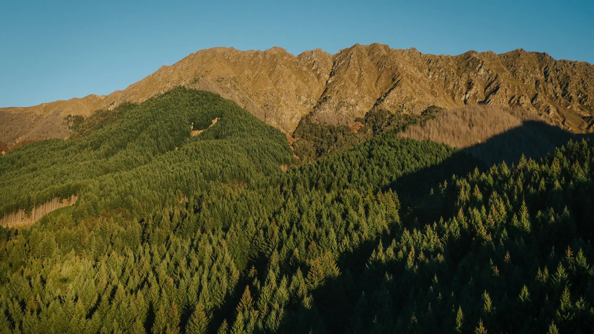 Wilding pine spread across Bob’s Peak in Queenstown, showing invasive species impacting native forest and biodiversity
